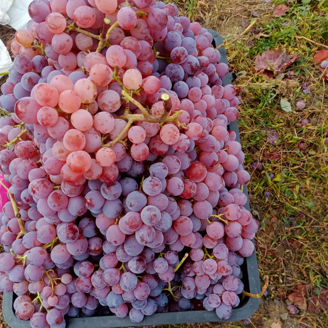 夏沫