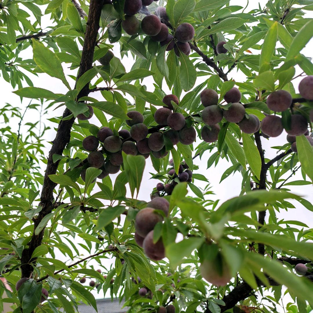 开心美天