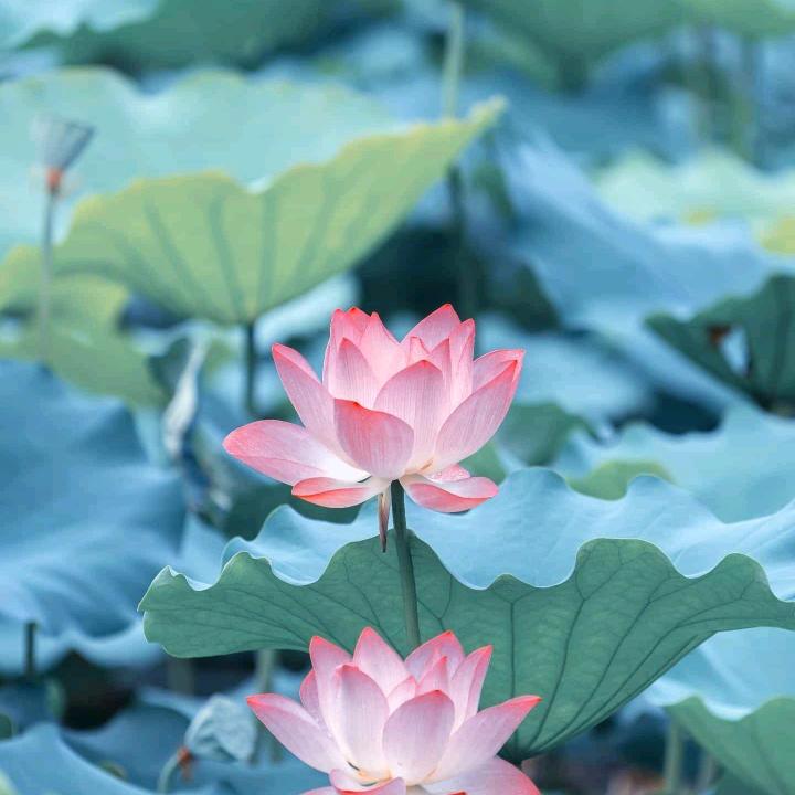 丽江养生