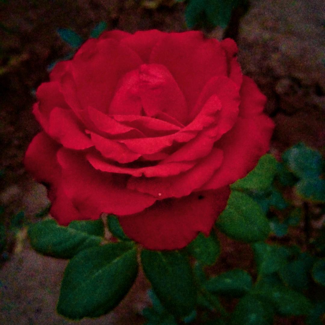 姑丽~