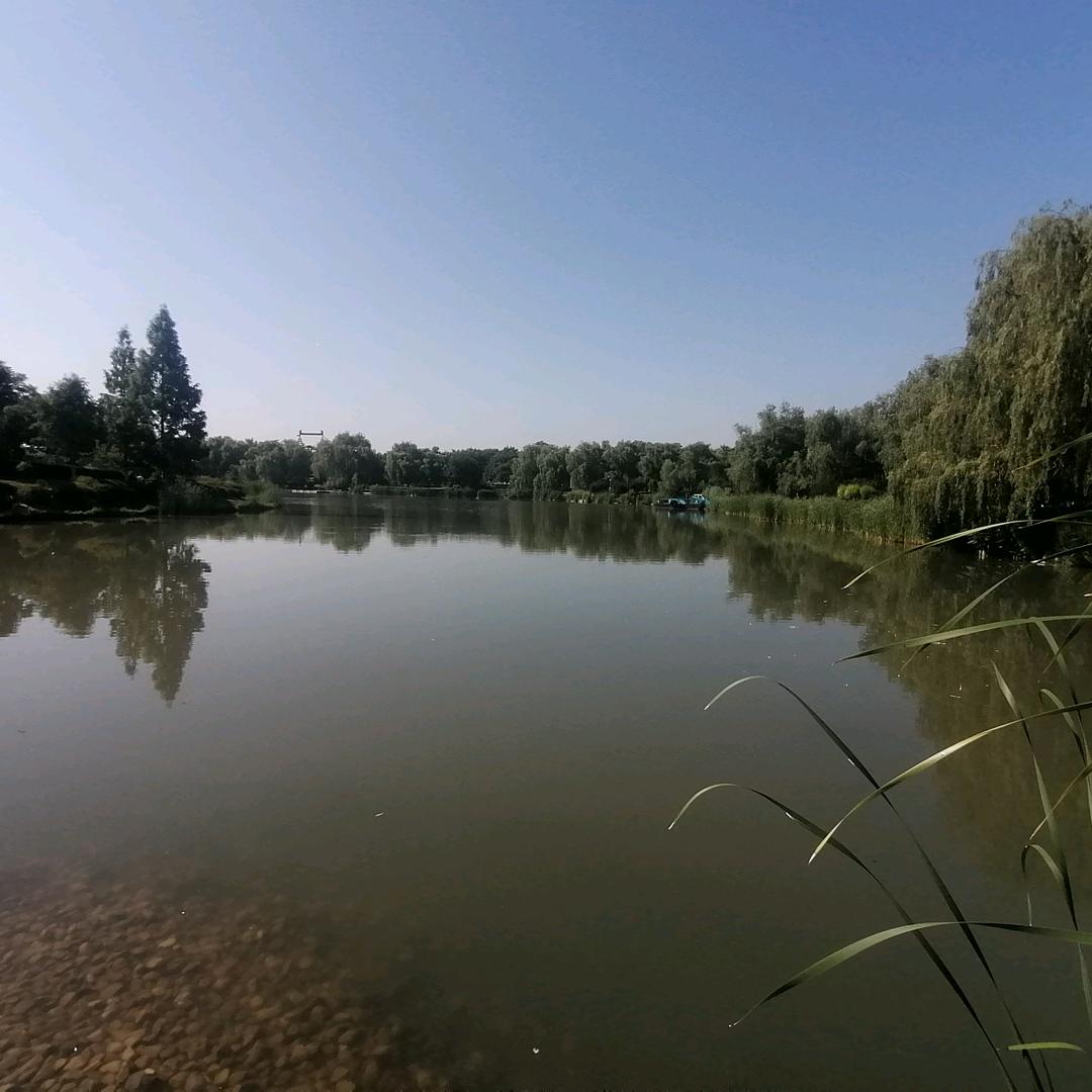 虎