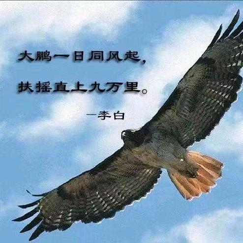 展翅翱翔