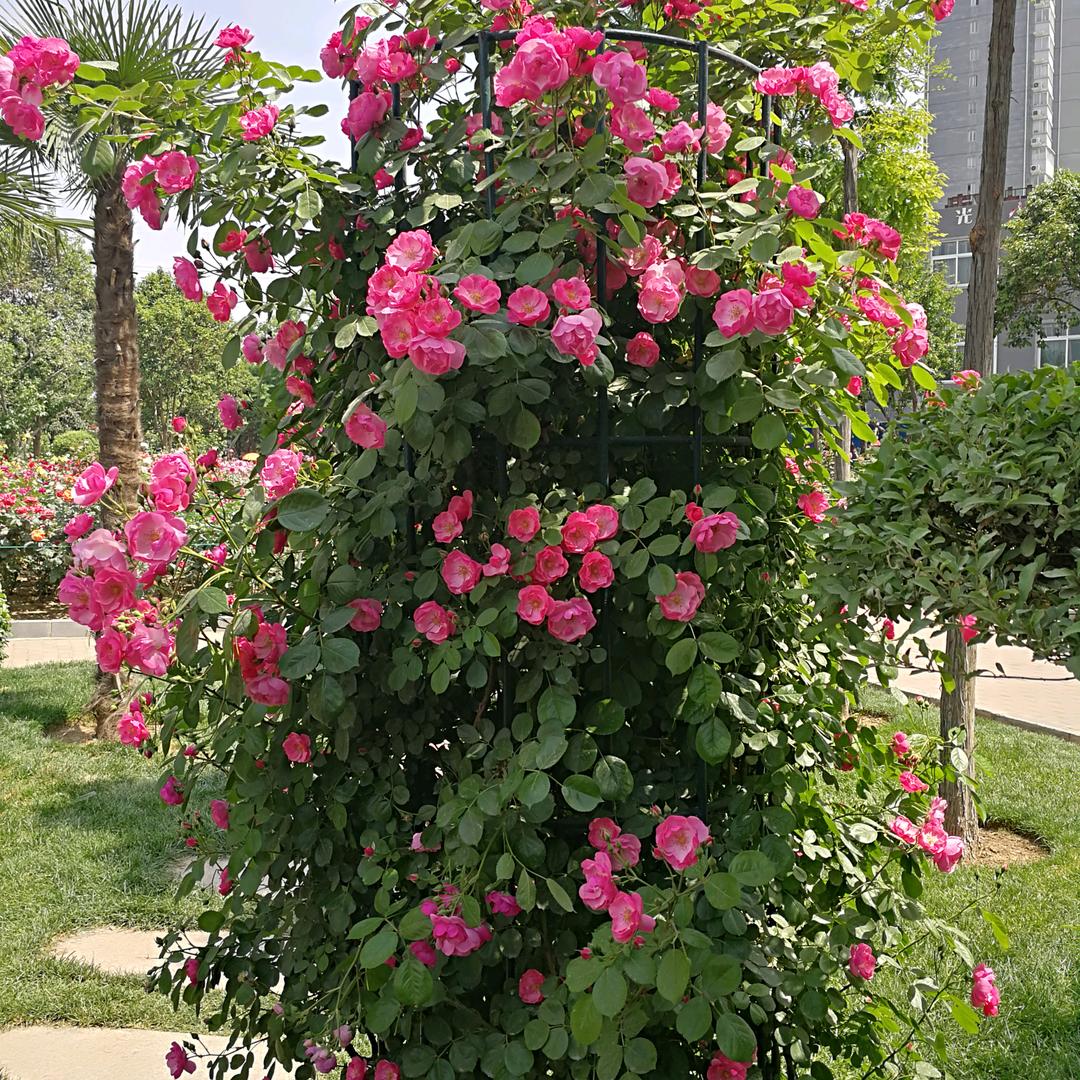 ꦿ꯭꧔ꦿ᭄遇见꧔ꦿএ᭄