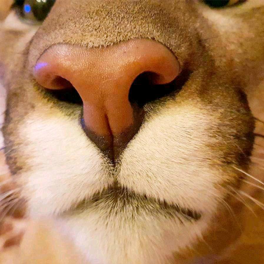 SpongeBob SquarePant