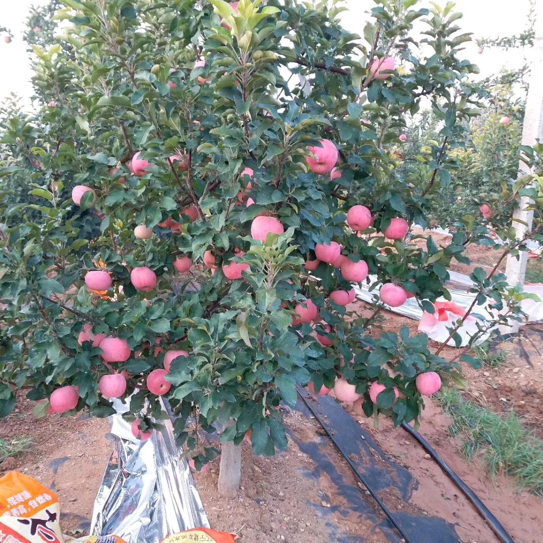 小旭