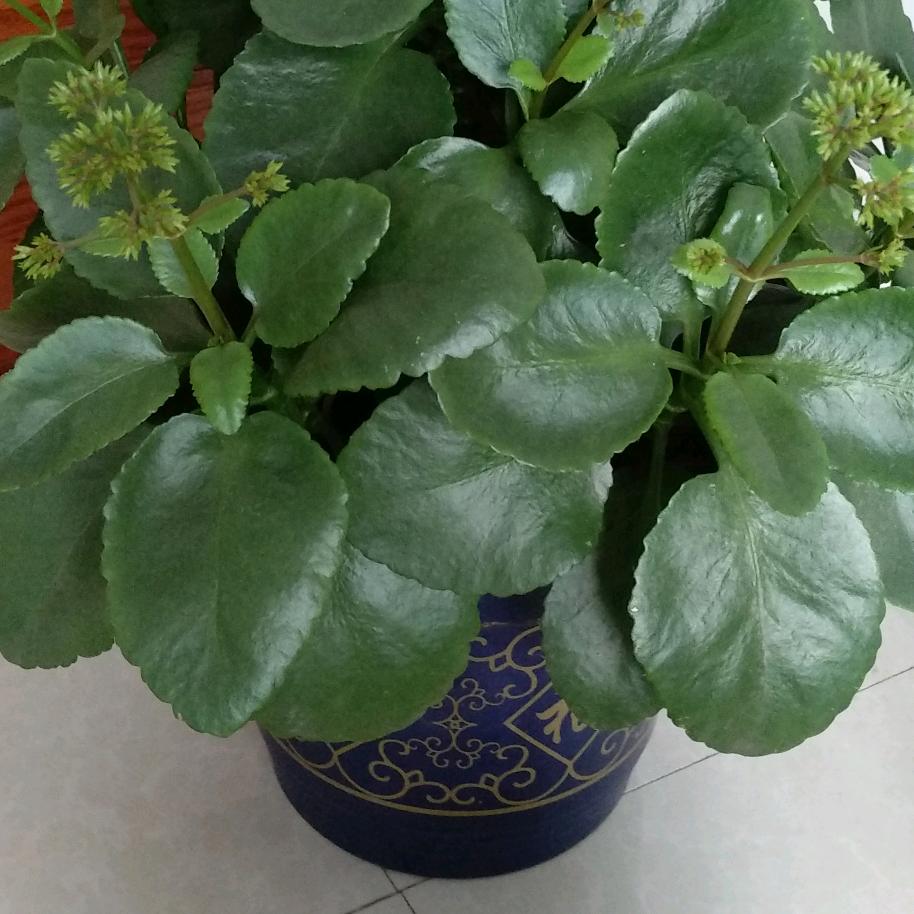 芳姐  开门机