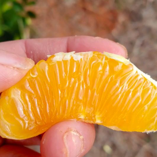 乡村莲姐（橙心橙意）