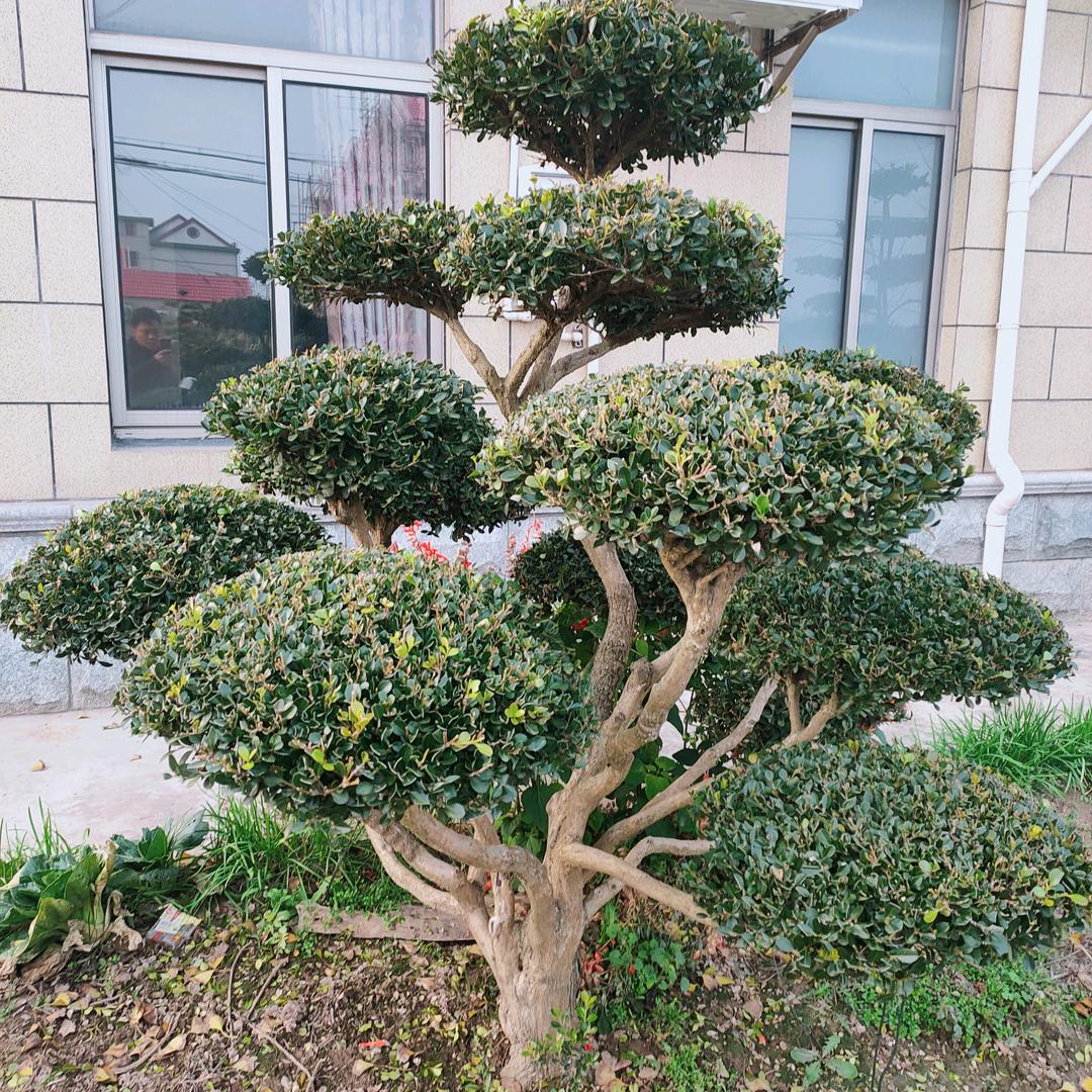 润景园艺苗木经营部