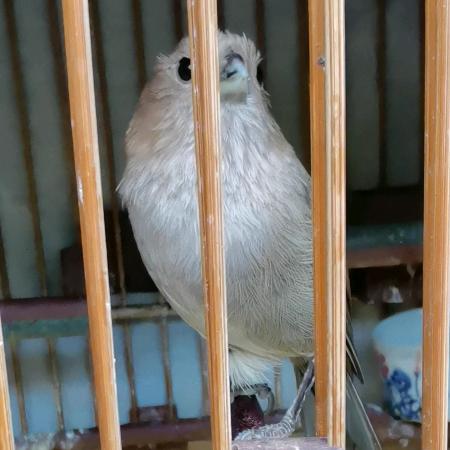 太行农夫鸟哥