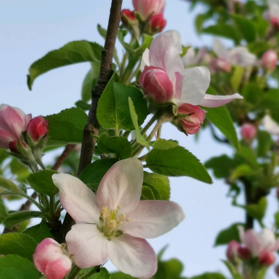 春风暖🌸