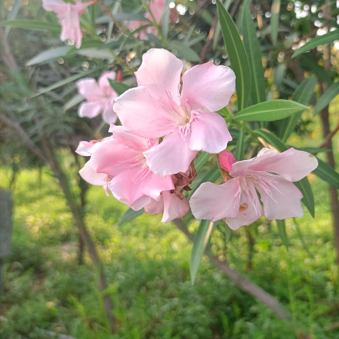 琼姐