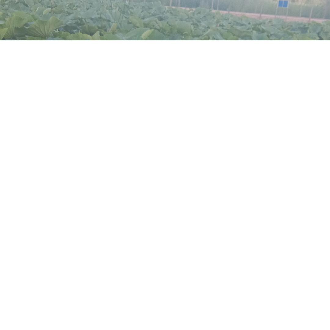唠泡泡