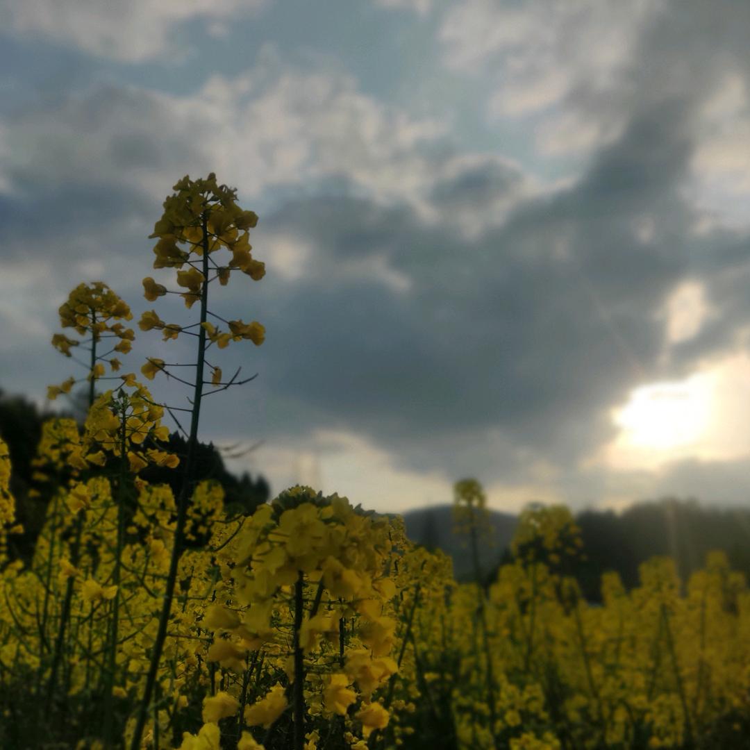 空军小王子y