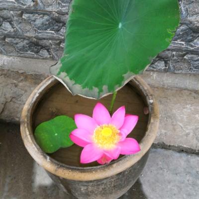 福星高照爱唱歌