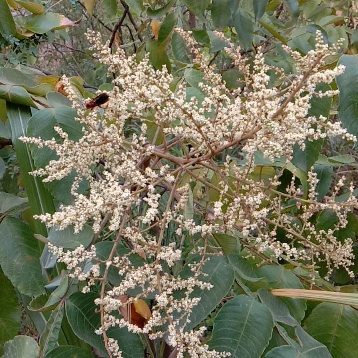 王锅锅  土蜂蜜  中华鲟