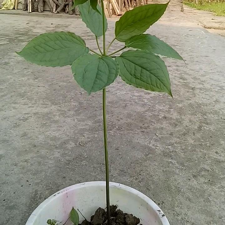 意悠悠