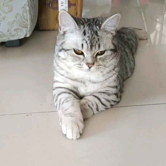 Lucky猫