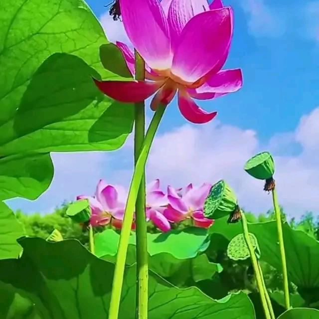 @佳音
