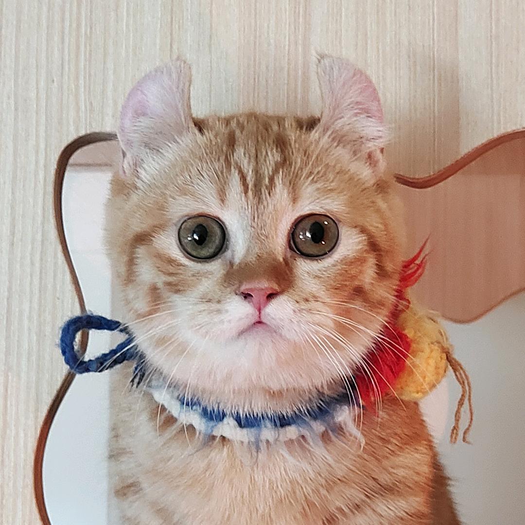 史迪仔之地球分仔