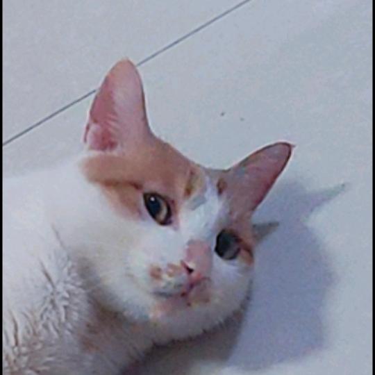 qzuser