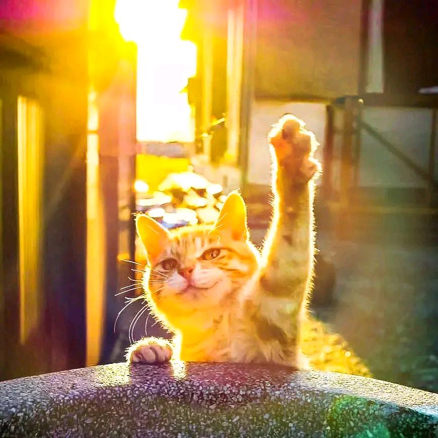 妖怪大天狗阁下