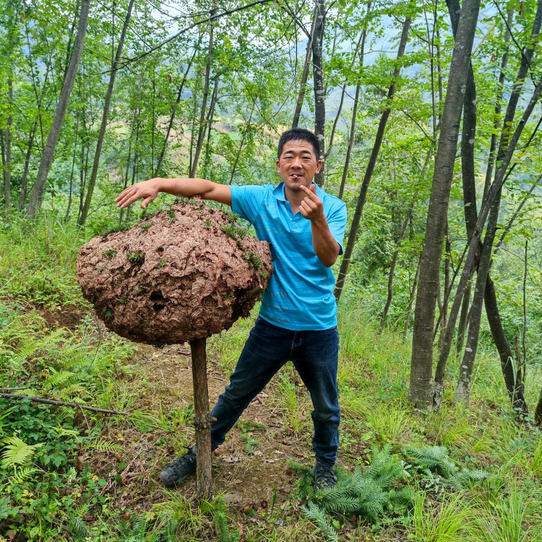 云南舒涵胡蜂生态养殖有限公司