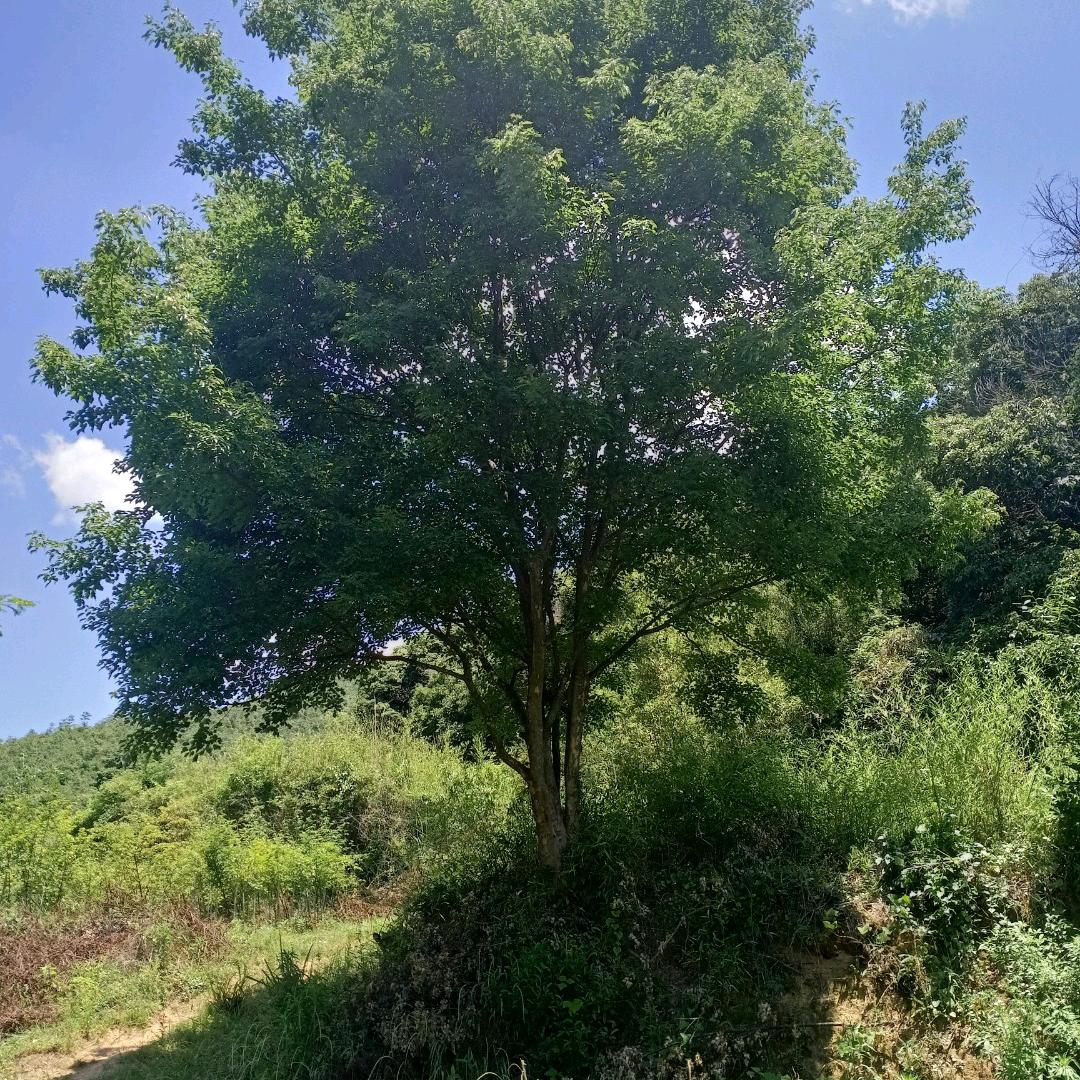 红豆逆行者