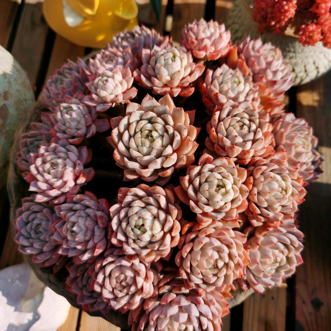 晴空万里（ZJ）