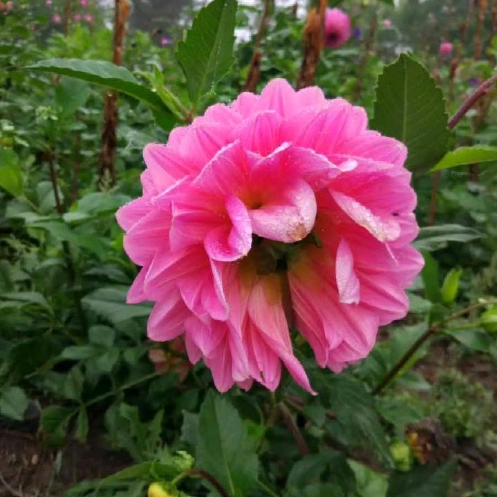 才子游侠