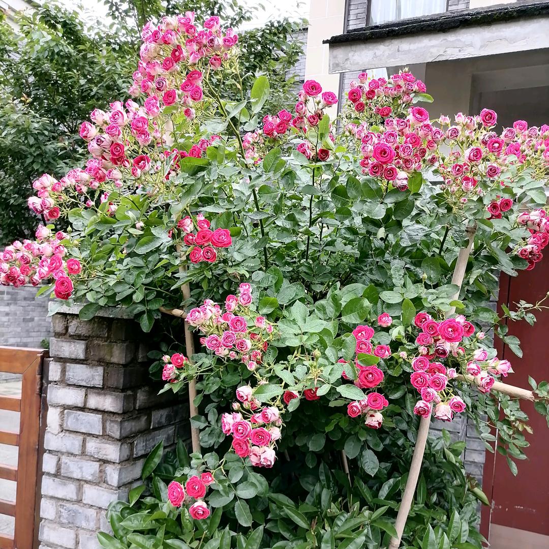 森林系女孩
