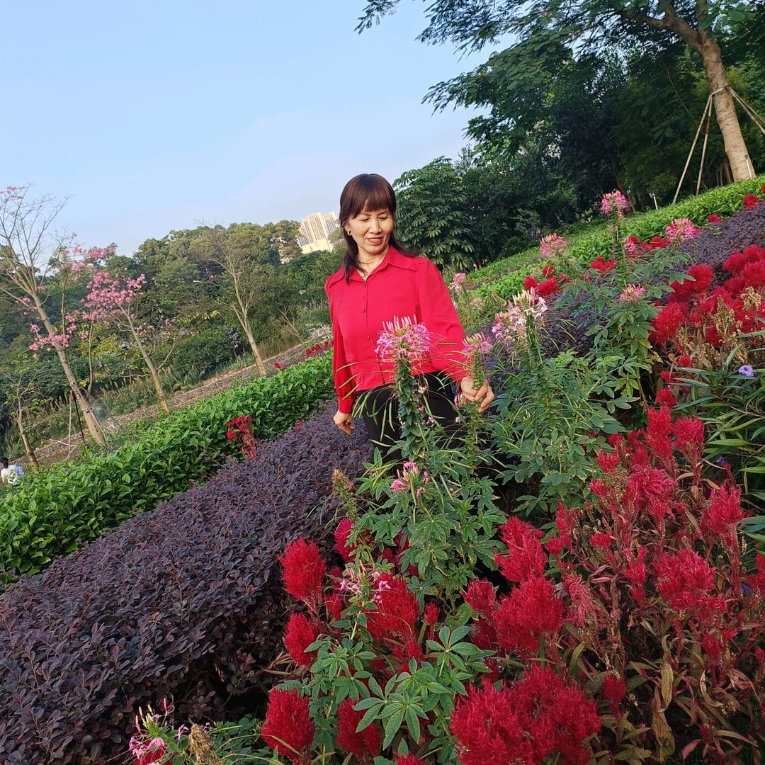 菊花香