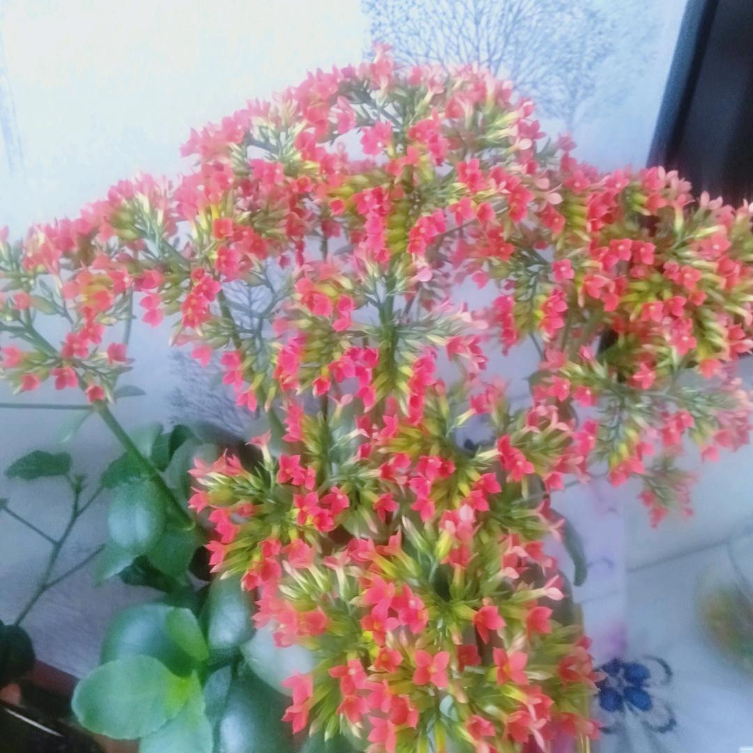 心美世界就美