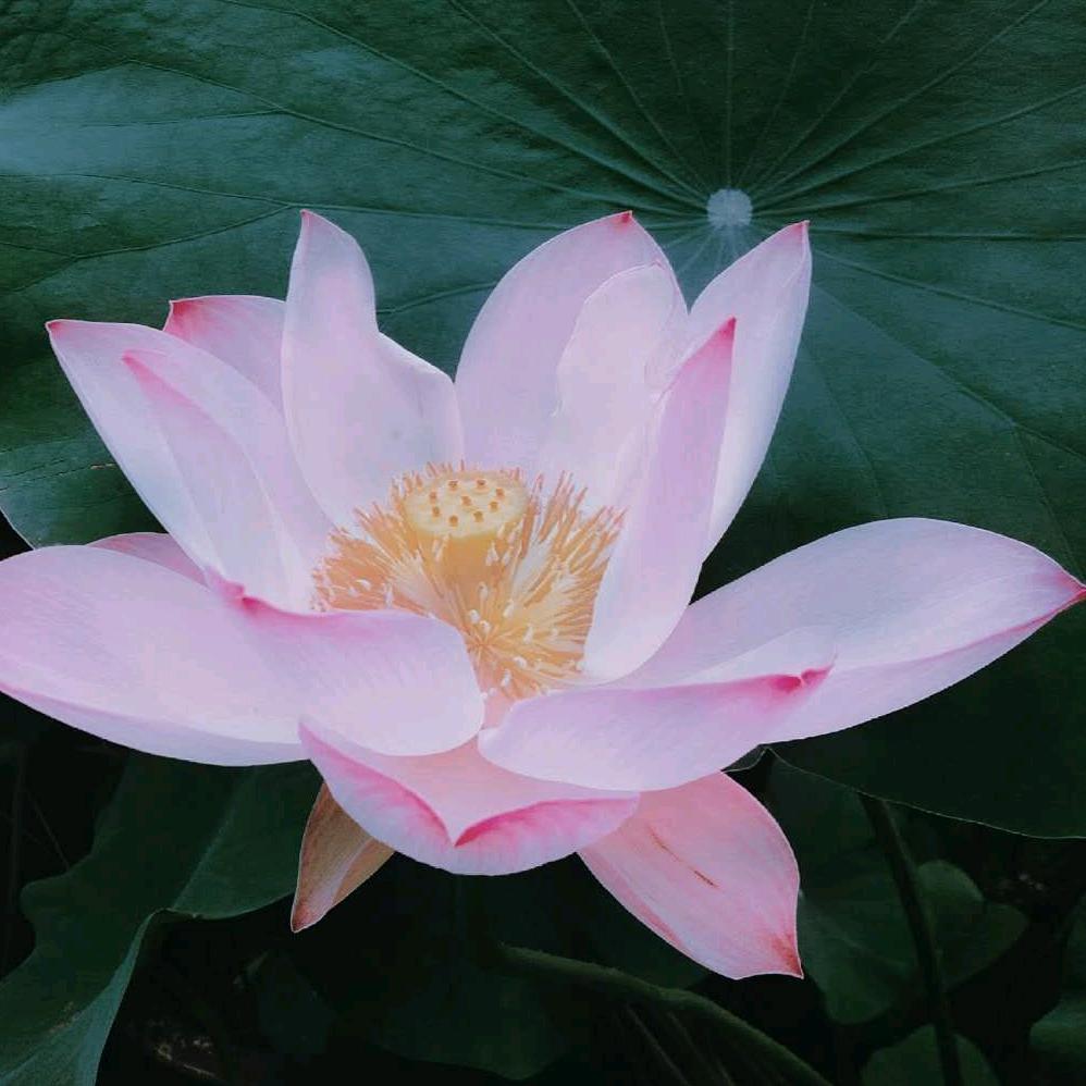 寸草心