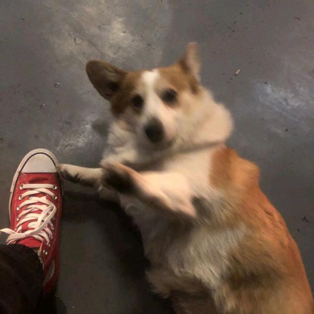 疯狂薯条炸炸炸🍟