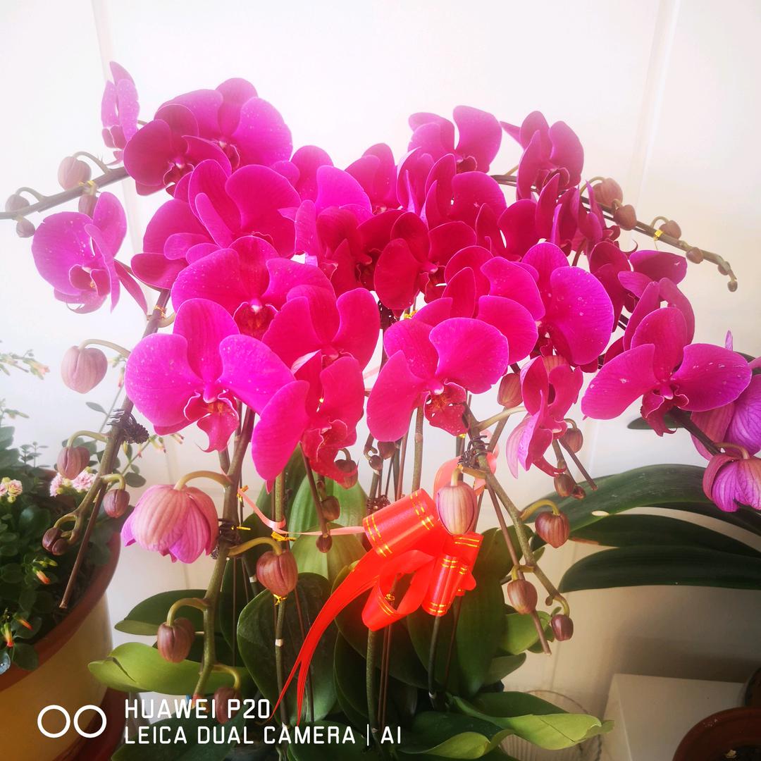 百合花