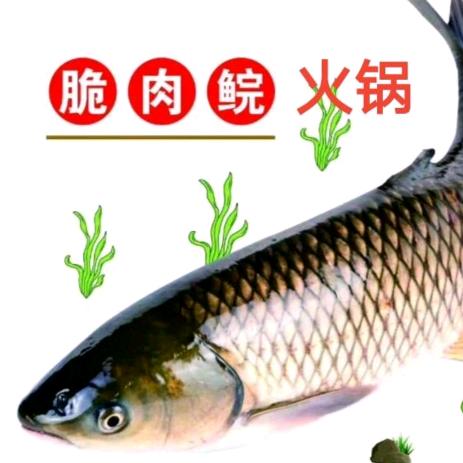 新中湾脆肉鲩火锅