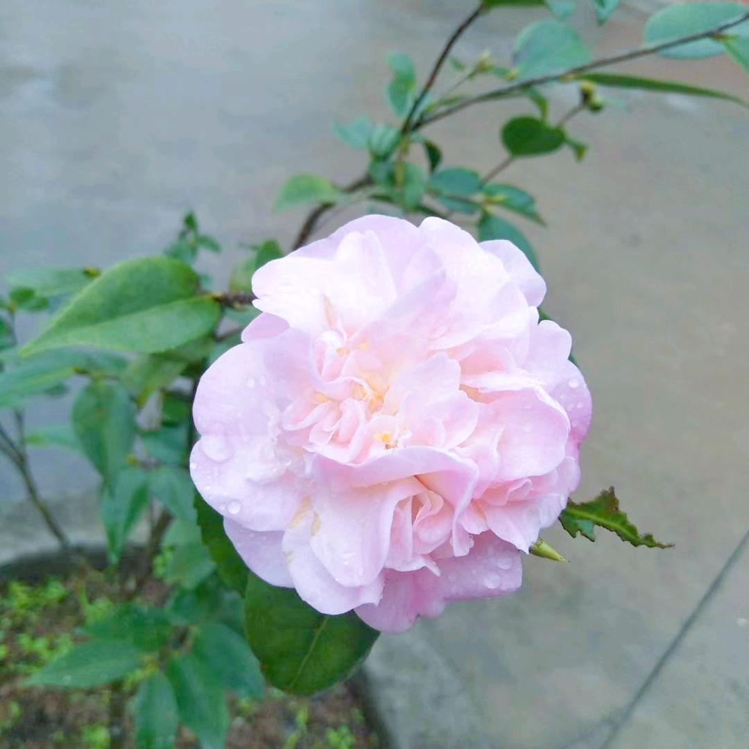 星辰小谢