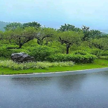 雨花