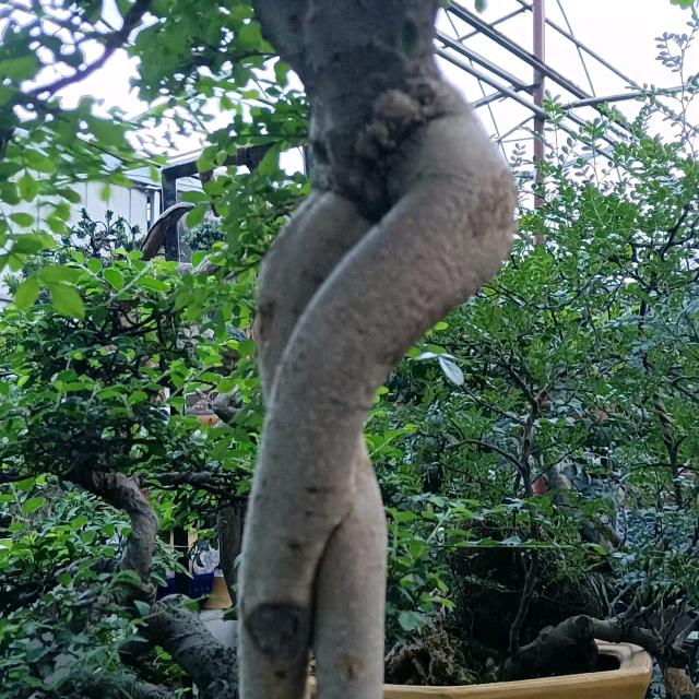 执着的坚持