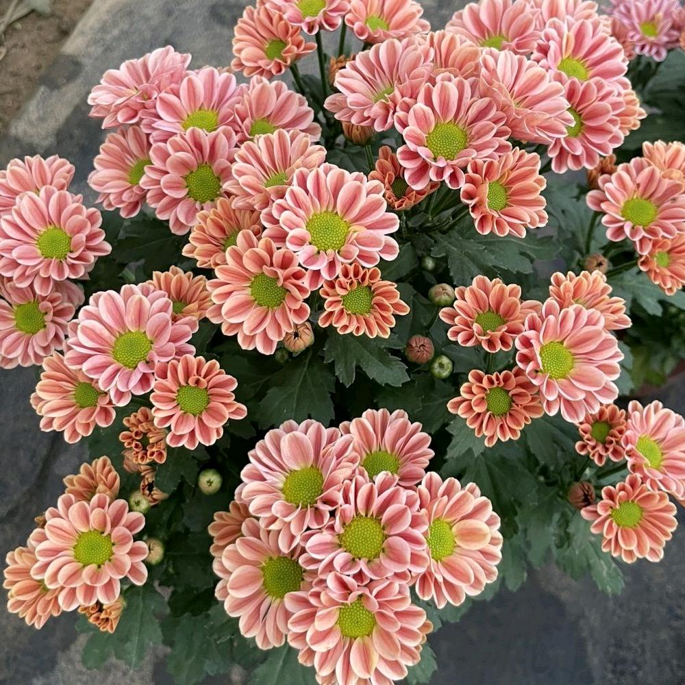 依依花卉绿植