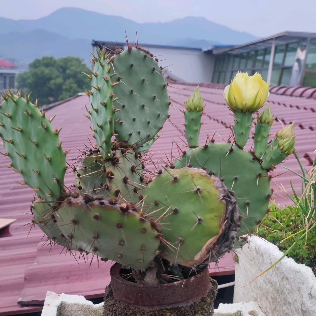 好运天天来