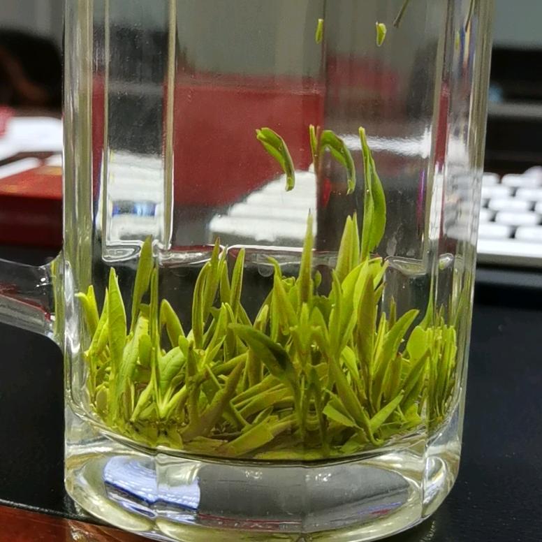 会飞的熊