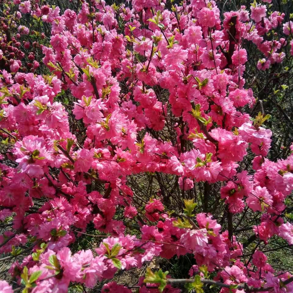 吉祥如意66