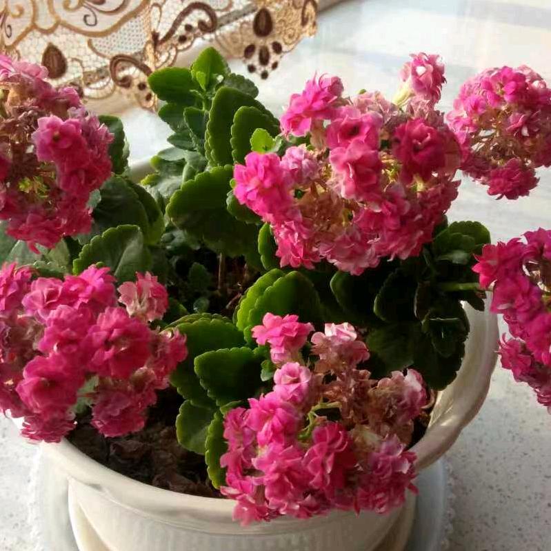 芳草