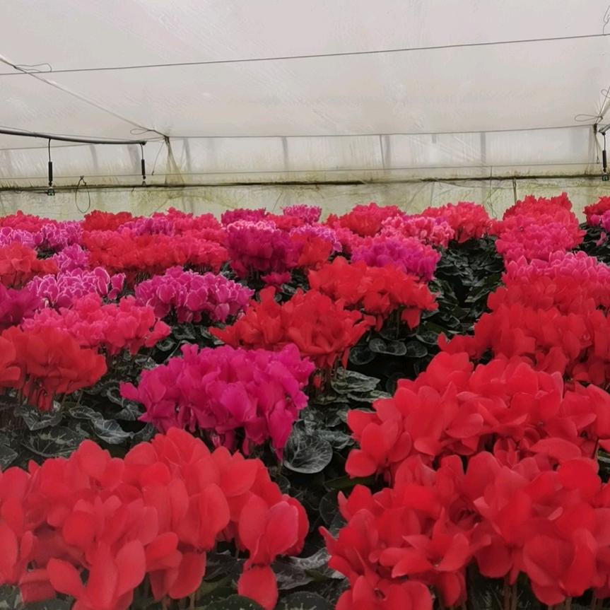 文润花卉
