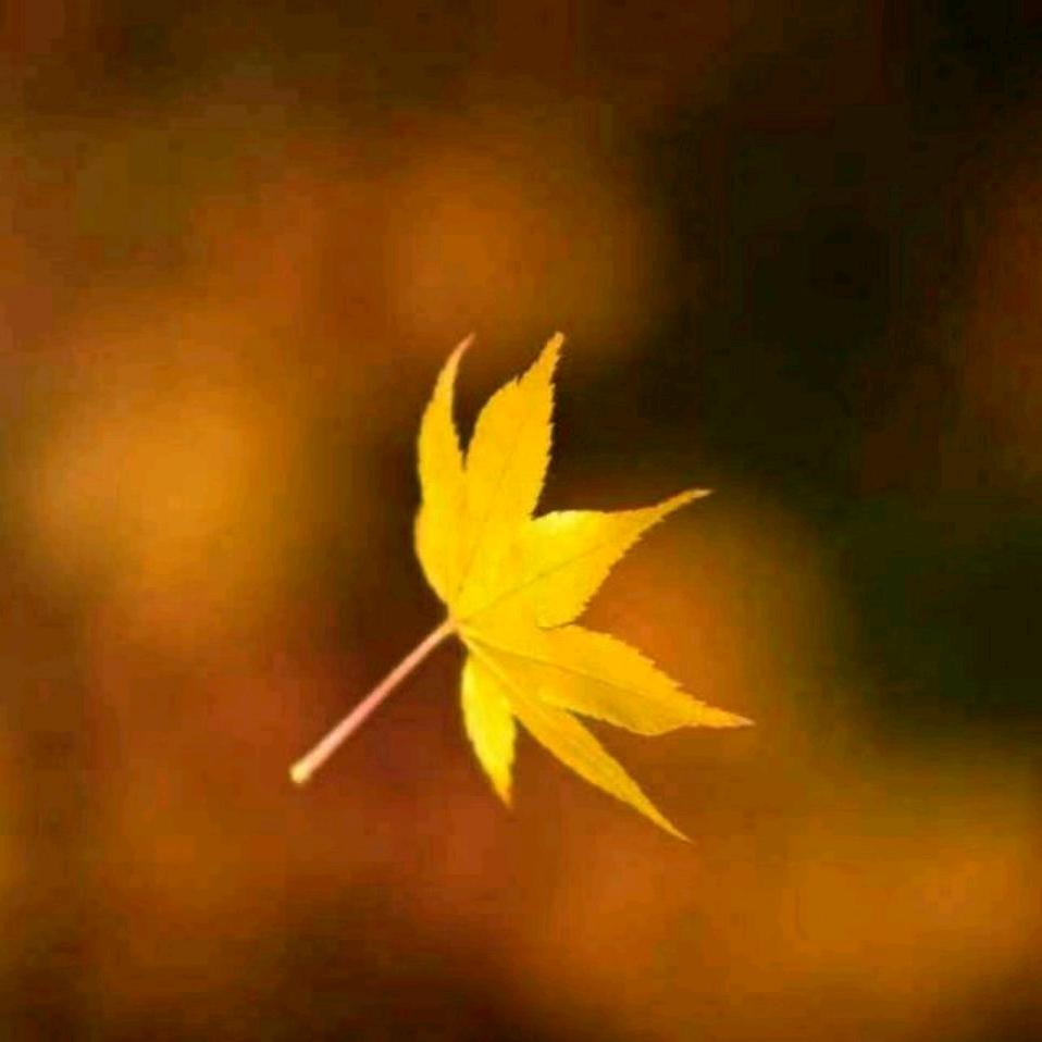 枫叶🍁