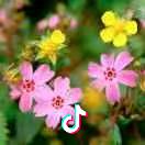 万花丛中一点笑