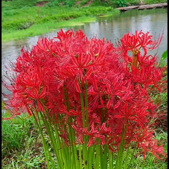 彼岸☞花开