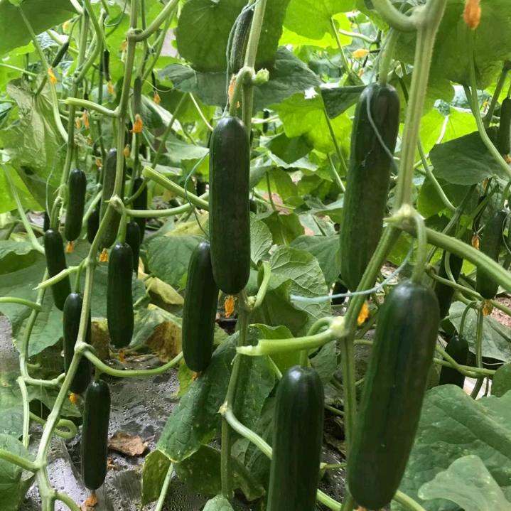 寿光市蚨莱旺农业开发有限公司