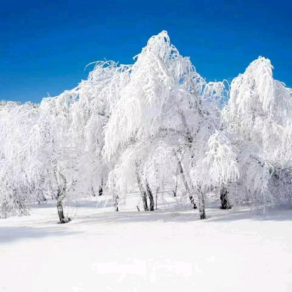 A飘雪